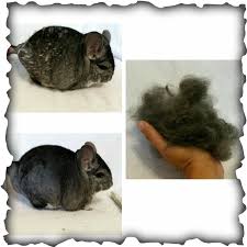See more ideas about chinchilla, small pets, chinchilla pet. Chinchilla Fur Problems Great Article Covering How To Deal With Fur Chewing Fur Slip Fur Knots And Urine Stained F Chinchilla Pet Chinchilla Fur Chinchilla