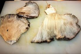 We did not find results for: Pleurotus Gratinati Al Parmigiano Sono Un Ottimo Contorno Per Piatti Di Carne