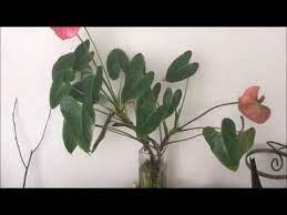 Anthurium Cuttings In Full Water Culture After 4 Months Youtube