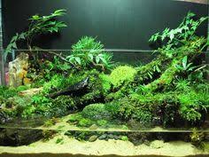 Menanam Moss Dengan Sistem Kering Dry Start Method Dsm Emersed Halaman 4 Kebunpedia