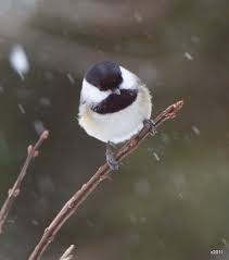 Black Bird With White Tail Shades Of White Black Bird Fly Black Bird Shades Of White