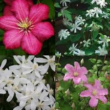 Check spelling or type a new query. Clematis Mix Rot Weiss 2 Online Kaufen Clematisonline De