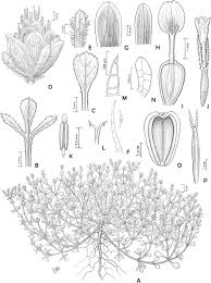 A Taxonomic Revision of Heterosperma (Asteraceae: Coreopsideae)1