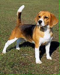 Beagle Dog Breed Information Beagle Dog Breed Dog Breeds Beagle Puppy