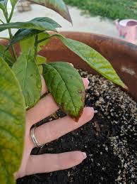 The avocado is an evergreen tree in the lauraceae family. Brown Avocado Tree Leaves What Could It Be And How Can I Fix It Gardening Garden Diy Home Flowers Roses Natu Avocado Tree Avocado Plant Avocado Leaves