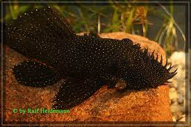 Davon ist in deinem aq nichts zu sehen? L Welse Com Datenbank Ancistrus Sp L 181 Powered By Reviewpost