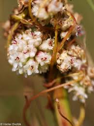 Image result for Cuscuta approximata