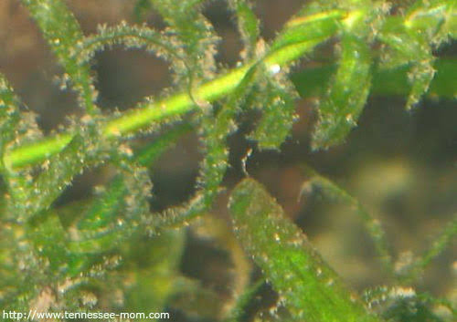 Image result for fuzz algae