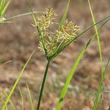 Image result for Cyperus clavinux