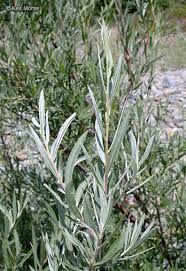 Image result for Maerua salicifolia