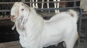 The sojat goat actually originated from rajasthan state of india. Sojat Goat Learn Natural Farming