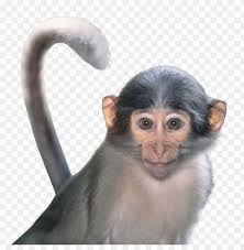 Jumping monkey on a transparent background. Download Monkey Png Images Background Toppng