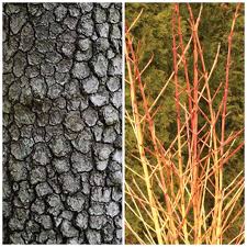Dogwood trees (cornus spp.) usher in the warmer days of spring and summer with clouds of white or pink blossoms. Igkcl3it O Jgm