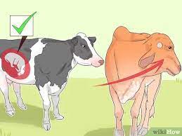 The gestation period for a cow is about nine months long. How To Tell If A Cow Or Heifer Is Pregnant 9 Steps