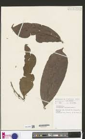 Image result for Strephonema sericeum