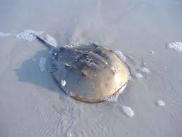 Horseshoe crab has large compound eyes on the sides of carapace, five eyes on top of the body and two eyes on the bottom side. Vaie Malay Kelab Pencinta Bahasa Vaie Bintulu Facebook