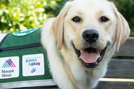 Our team is growing by four paws! We're thrilled to announce the arrival of  our newest facility dog, Summer!☀️🐾🏥 Summer, a 14-month-old Labrador and  Golden Retriever mix, recently graduated from a bond-based