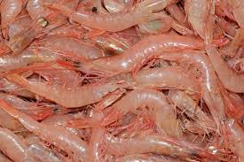 Over the past years i was able to photograph some of the most stunning shrimps. Sea Food Rockacorp
