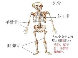This lengthy bone connects with the knee at one finish and the ankle on the different. Bone Diagram Of Each Part Of The Lower Leg Page 6 Line 17qq Com