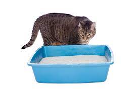We did not find results for: Cats Not Using The Litter Box Arm Hammer Cat Litter