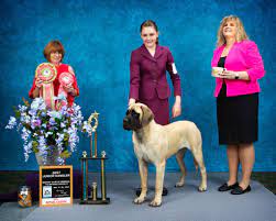 Junior Showmanship - Mastiff Club Of America