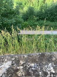 Image result for Echinochloa oryzoides