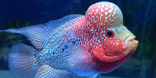 Pilihan makanan ikan louhan alami kondisi hidup atau beku. Daftar Pelet Dan Makanan Ikan Louhan Alami Agar Cepat Jenong Pintarpet