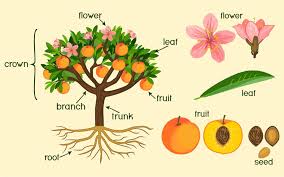 Maybe you would like to learn more about one of these? Class 11 Morphology Of Flowering Plants Ncert Notes Leverage Edu