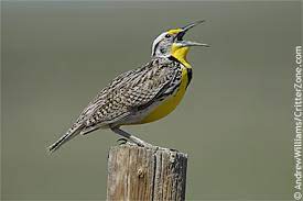 Color the flag's background blue, color the letters yellow, the sky yellow, the water blue, and the land green. Montana State Bird Western Meadowlark