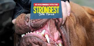 This video shows around 100 different animals biting force. 20 Dog Breeds With The Strongest Bite Force And How It S Measured