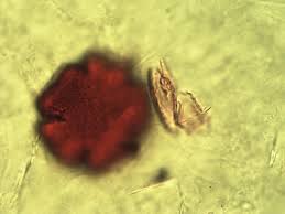 Image result for Thomandersia hensii