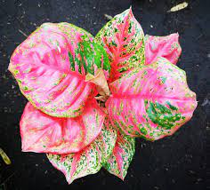 Pin On Aglaonema Hybrids Collection