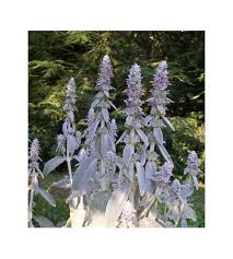 Lavender is among the most familiar of all plants with purple flowers. White Fuzzy Leaves And Purple Flowers