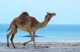 The beginning of the modern age of open water swimming is sometimes taken to be may 3, 1810, when lord byron swam several miles to cross the hellespont. 6 Animals You Didn T Know Love To Swim Margaritaville Blog