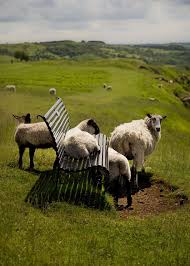 I Might Be The Black Sheep Of The Family But Im The One You Call F O Fabforgottennobility Animals Beautiful Animals Cute Animals