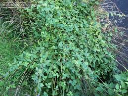 Image result for Amphicarpaea