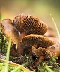 We did not find results for: 7 Of The World S Most Poisonous Mushrooms Britannica