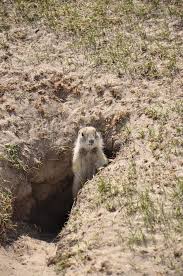 Gopher hole — noun a hole in the ground made by gophers • hypernyms: Gopher In Hole Gopher Spermophilus Dauricus In The Wild Nature Near The Mink Affiliate Spermophilus Hole Gopher Creative Photoshop Wild Nature Image