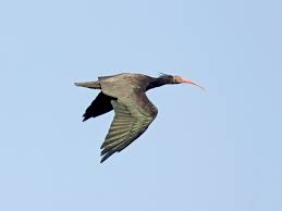 מגלן מצויץ דרומי (geronticus calvus). ×ž×'×œ×Ÿ ×ž×¦×•×™×¥ Ebird