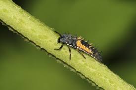In unseren wäldern, gärten und parks treten vor allem der sogenannte buchdrucker sowie der die direkte bekämpfung von borkenkäfern an stehenden bäumen im eigenen garten ist nicht möglich. Nutzliche Insekten In Den Garten Locken Mein Schoner Garten