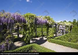 Find the perfect blauregen stock photos and editorial news pictures from getty images. Blauregen Wisteria Sinensis Lizenzfreies Bild 6918829 Bildagentur Panthermedia