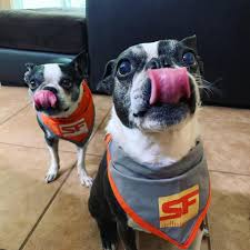 Puppyfind.com has been visited by 10k+ users in the past month California Boston Terriers Home Facebook
