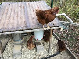 Chicken Feeding Station To Keep Feed Dry And To Provide A Little Shelter While Eating Chicken Shelter Chicken Shed Chicken Diy