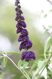 How To Winterize Butterfly Bush