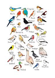 Cute Colourful Bird Illustration Art Print For The Home By Katie Moody Bird Art Nature Illustration Illustration