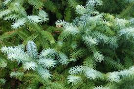 Image result for Cyathula lanceolata