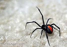 Dabei sind viele der ungefähr 45.000 spinnenarten völlig harmlos. Die 10 Giftigsten Spinnen In Australien 2021