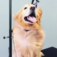 Shop chewy's sizzling summer savings for up to 40% off beds, litter, leashes & more. Lovely Paws Pet Grooming Salon Home Facebook