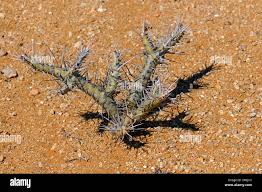 Image result for Lycopodiella sarcocaulon