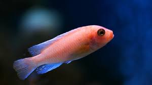 Treating Sick Aquarium Fish With Dips And Baths Algone Aquarium Fish Fish Dipping Aquarium